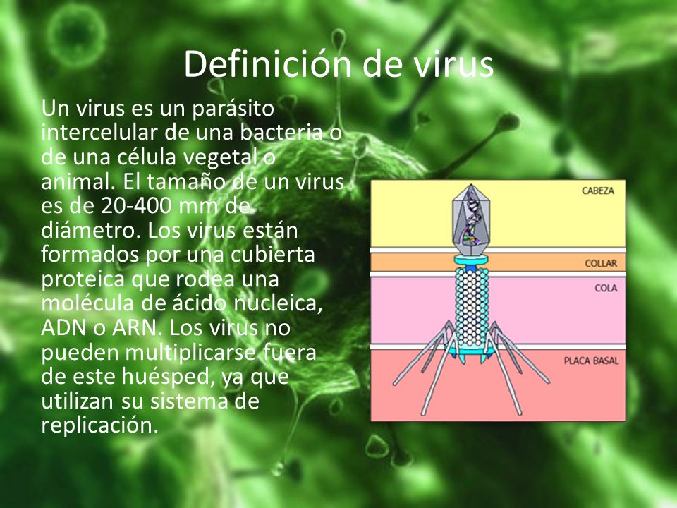 Diámetro de la cabeza del virus